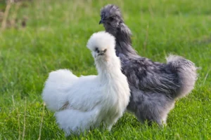 Silkie Chicken History and Origin: The Story Behind This Breed