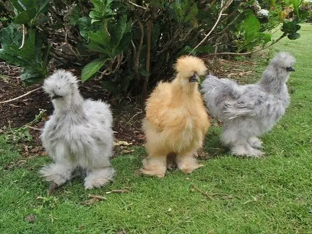 Silkies History in Ancient China