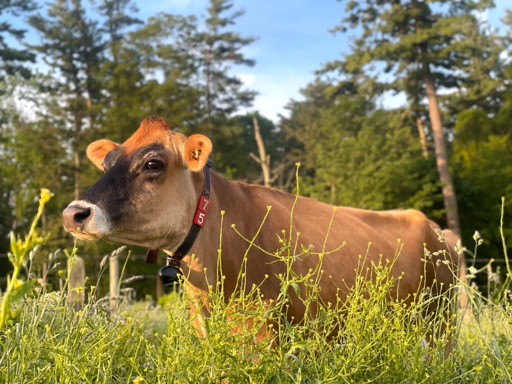 What Are Jersey Cows Used For 7 Proven Uses