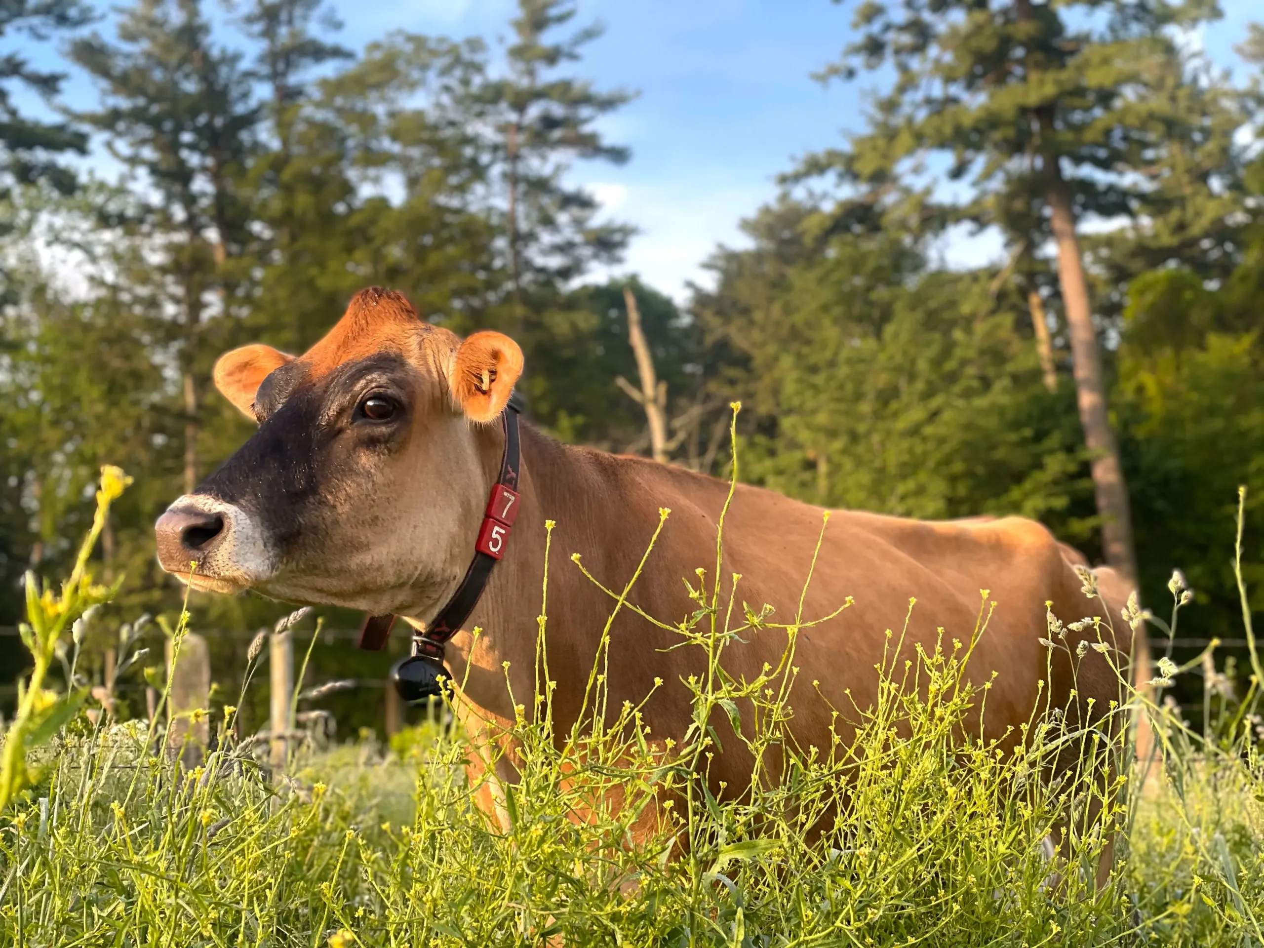 What Are Jersey Cows Used For 7 Proven Uses
