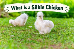 What Is a Silkie Chicken 7 Amazing Facts Guide