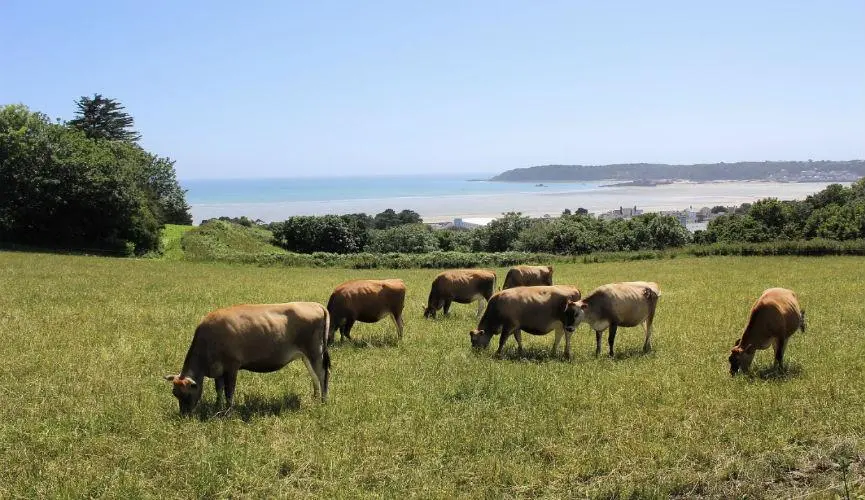 Where Did Jersey Cows Come From Island of Jersey History