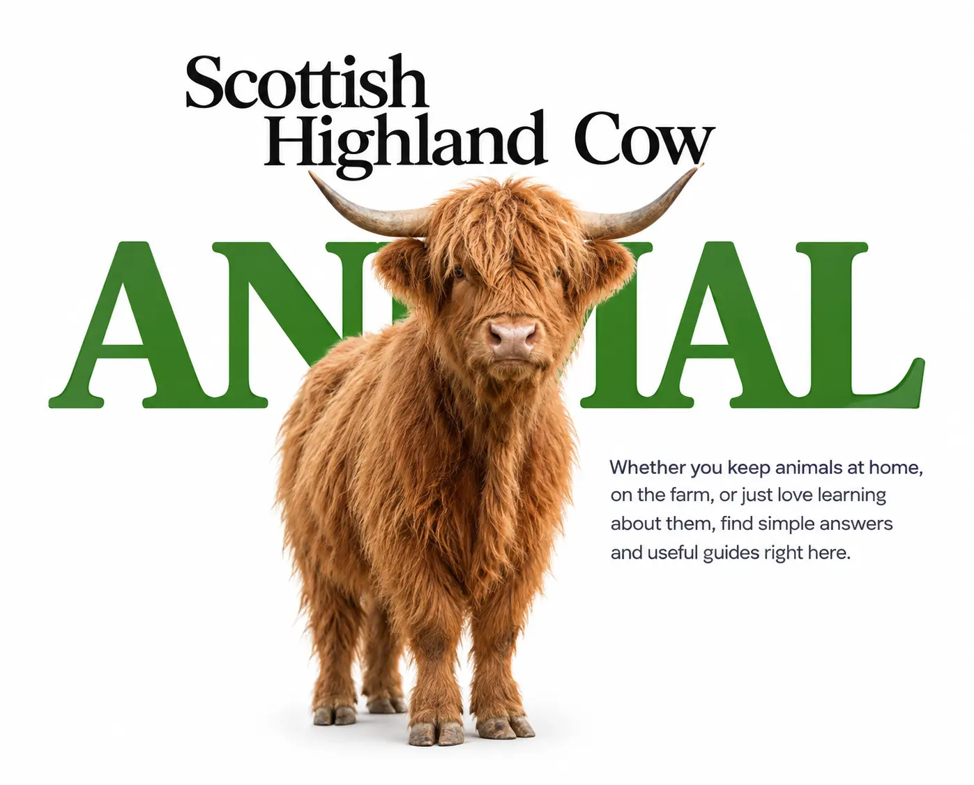 highland cow img