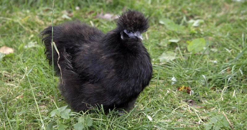 silkie chicken Black color