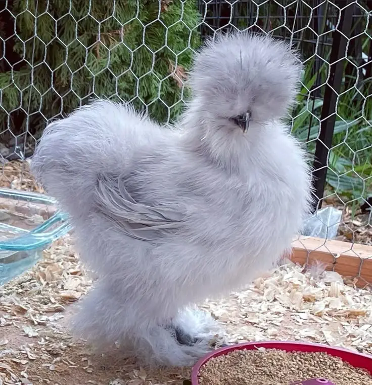 silkie chicken Blue color