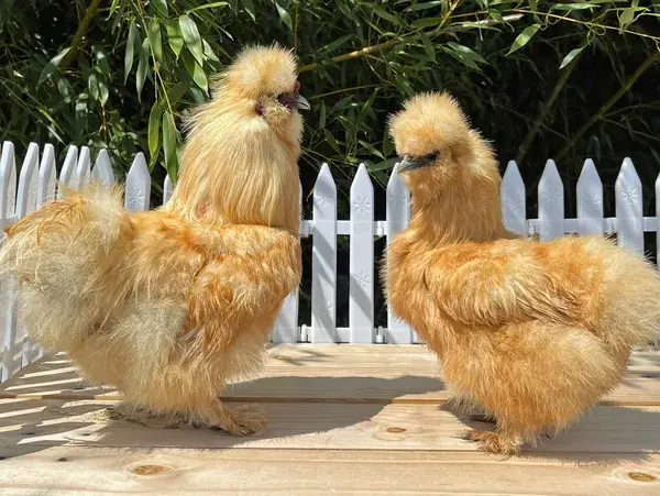 silkie chicken Buff color