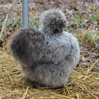 silkie chicken Gray color