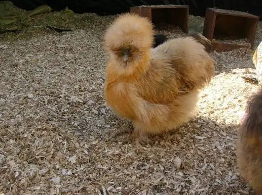 silkie chicken Partridge color
