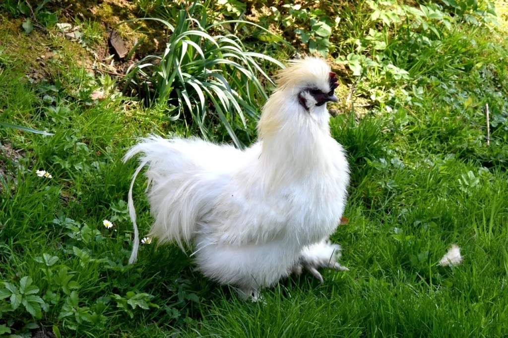 silkie chicken white color