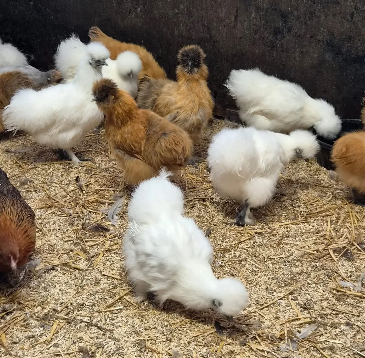 what is a silkie chickens
