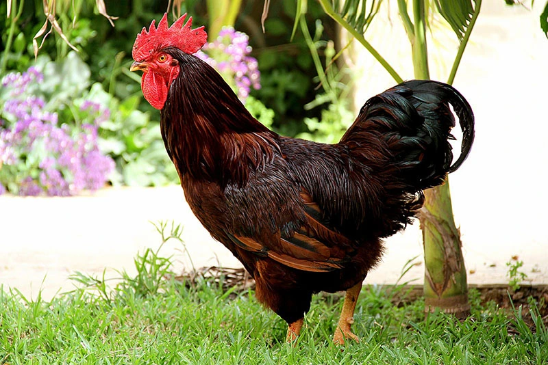 Are Rhode Island Reds Friendly? Temperament, Behavior & Care