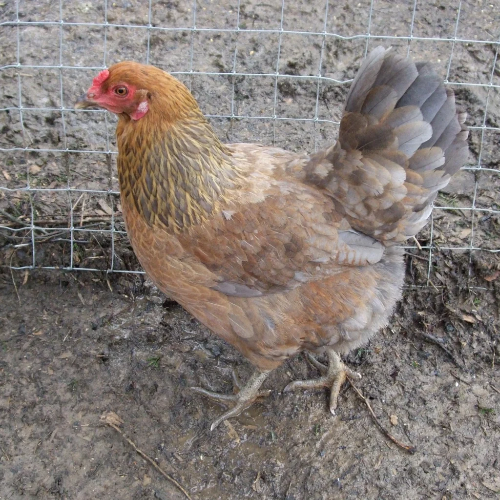 Easter Egger hen egg