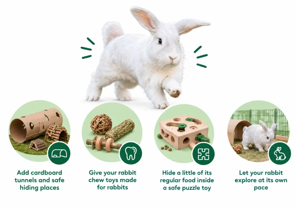 Holland Lops need daily playtime outside