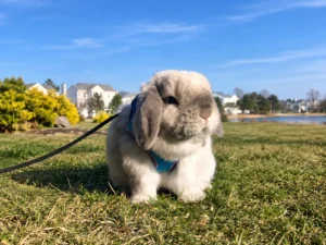 How Big Do Holland Lop Rabbits Get Adult Size and Weight Guide featured Image