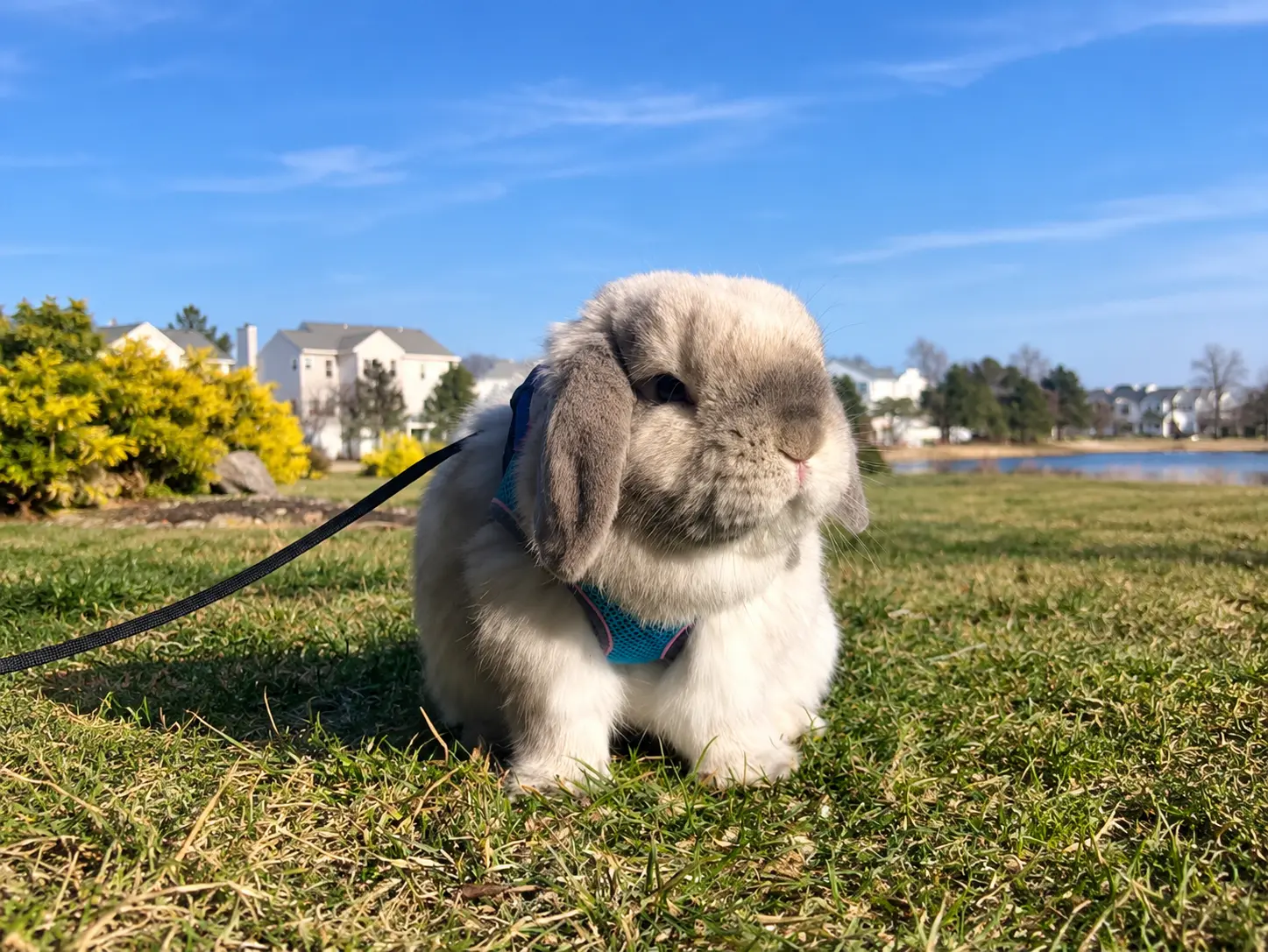 How Big Do Holland Lop Rabbits Get Adult Size and Weight Guide featured Image