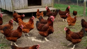 How Much to Feed Rhode Island Red Chickens Daily featured image