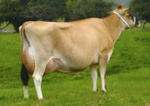 Jersey Cow Breeding Age Pregnancy and Calving Guide