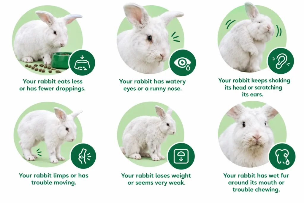 Rabbit Health Warning Signs Infographic