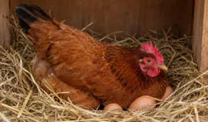When Do Rhode Island Reds Start Laying Eggs?