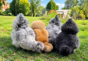 Silkie Chicken Breed Characteristics and Unique Features