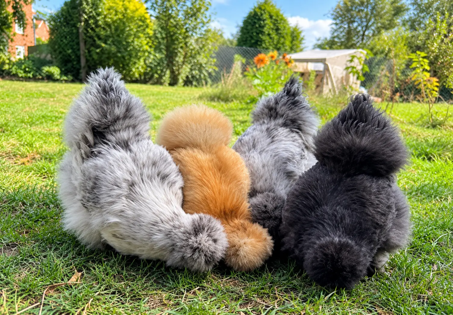 Silkie Chicken Breed Characteristics and Unique Features
