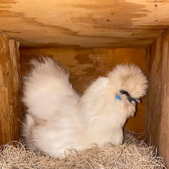 Silkie Chicken Egg Laying and Broodiness