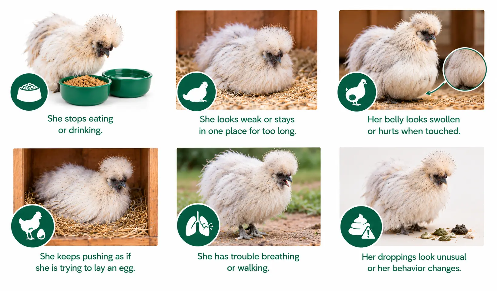Silkie Chicken Health Signs Infographic