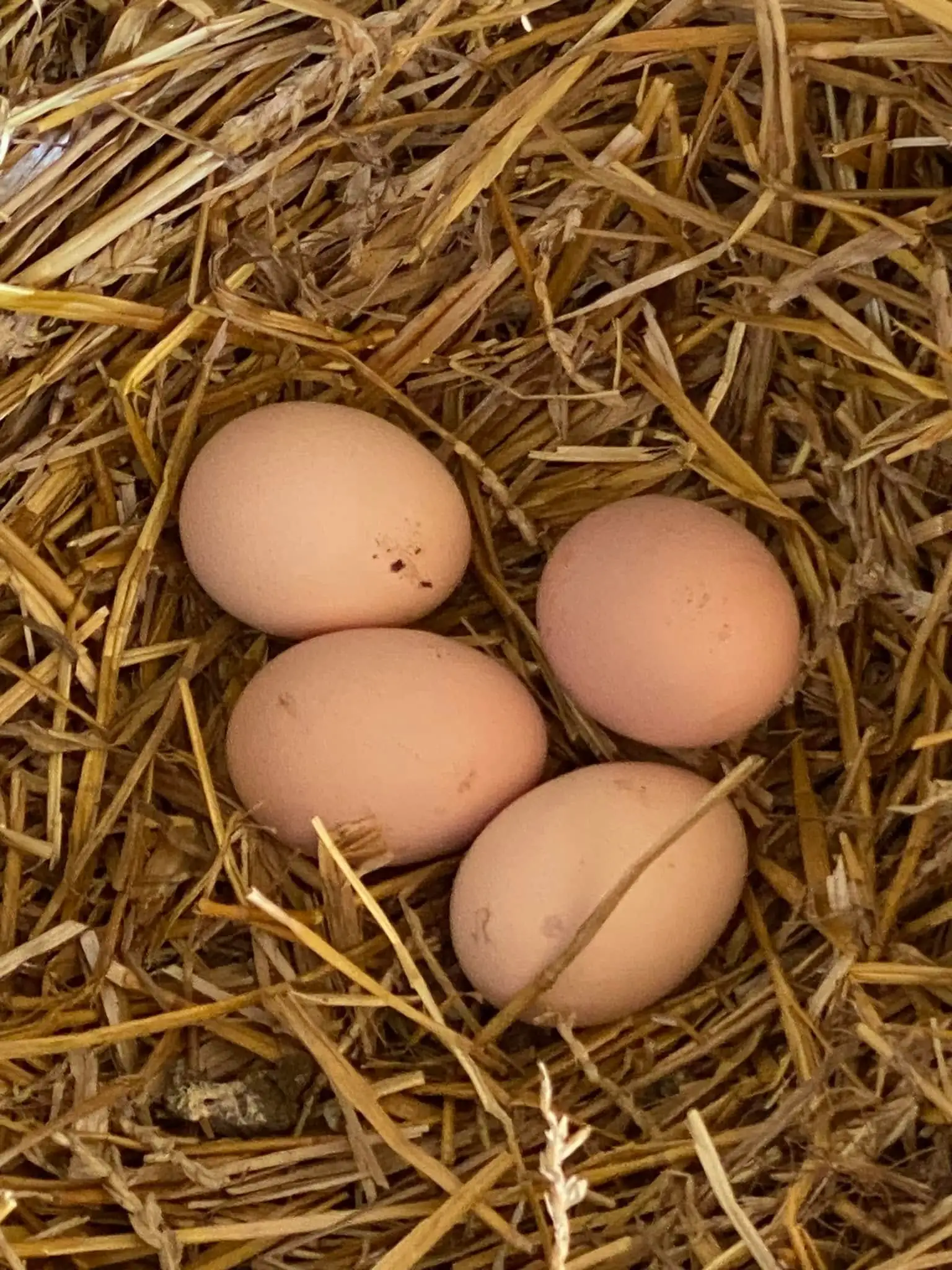 When Do Rhode Island Reds Start Laying Eggs?